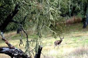 DJ Brasket deer in our backyard
