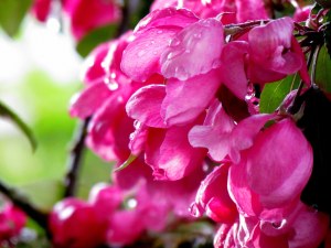 EK Photo & Art luscious pink