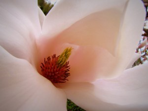 Ek Photo & Art Magnolia