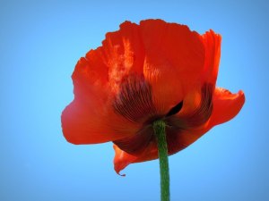 EK Photo & Art Poppy to the Sky