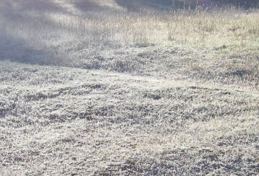 Frosty grass DBrasket photo IMG_3699