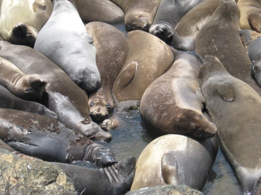 Big Sur and Mothers Day picnic 111