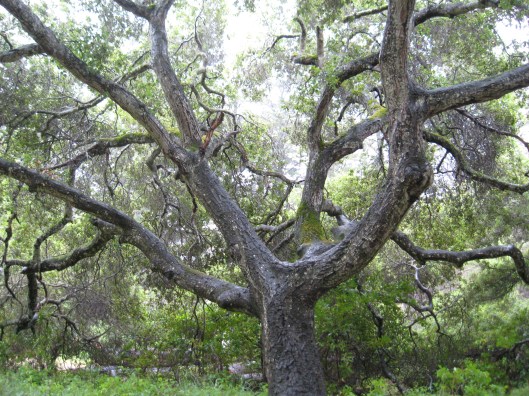 Big Sur and Mothers Day picnic 076