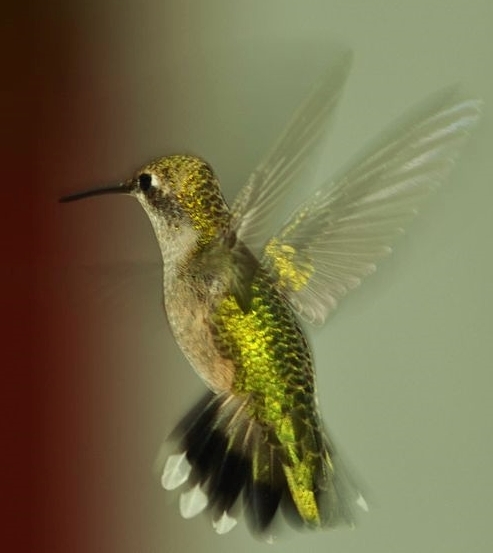 Archilochus_colubris_Illinois_(6155782912) Creative Commons Jeffrey W Flickr