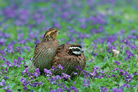 Bobwhite Quail-Colinus_virginianus_USFWS