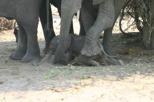 Botswana elephant stepping on baby sleeping 2