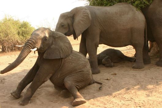 Botswana elephant with baby sitting