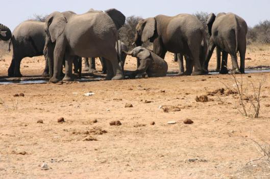 J&amp;R Namibia elephants