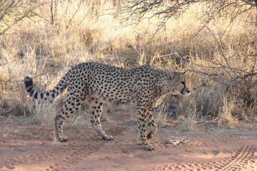 J&amp;R Namibia leopard