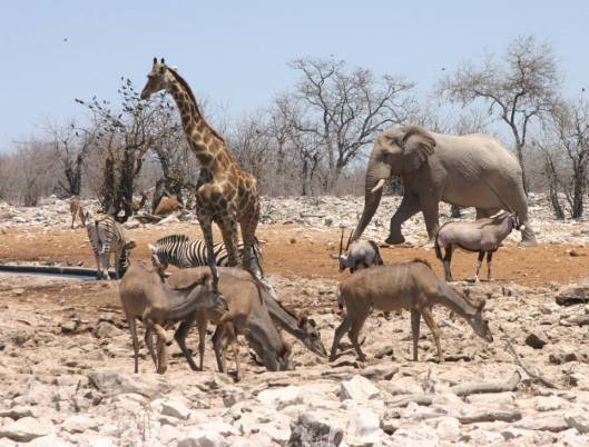 J&amp;R Namibia water hole 2
