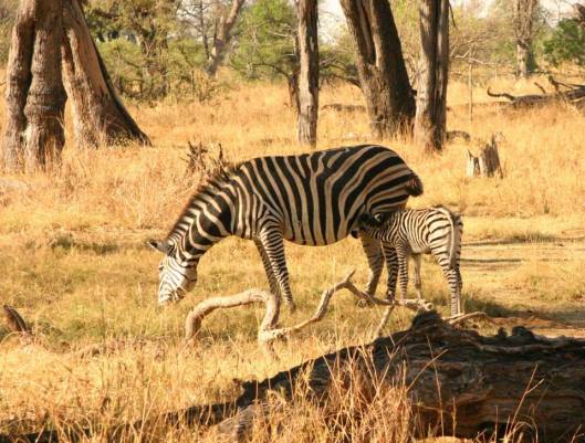 Moremi Game Reserve Botswana zebra baby nursing.jpg